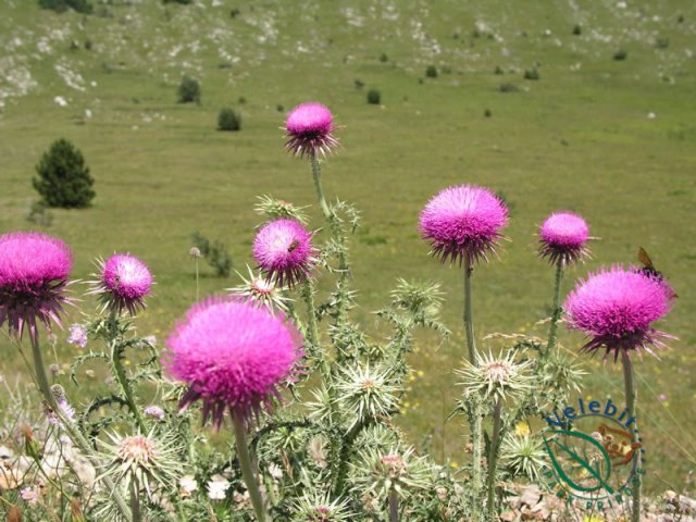 Naturpark Velebit 58